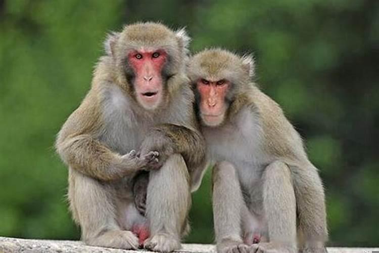 生肖猴最忌讳什么