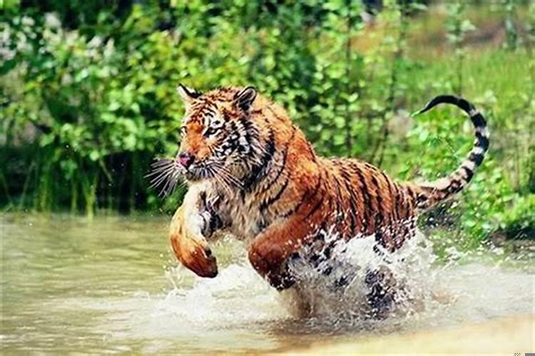 梦见老虎追我咬我流血了(梦见自己被老虎咬)