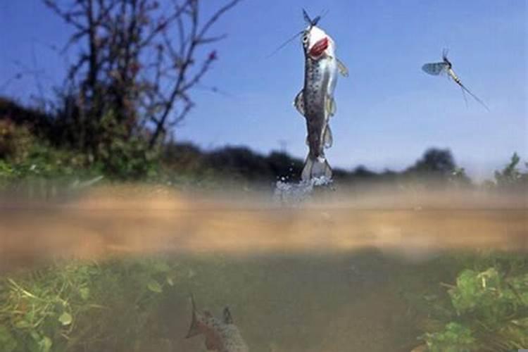 女人梦见鱼和水是什么意思？孕妇梦见大水是胎梦