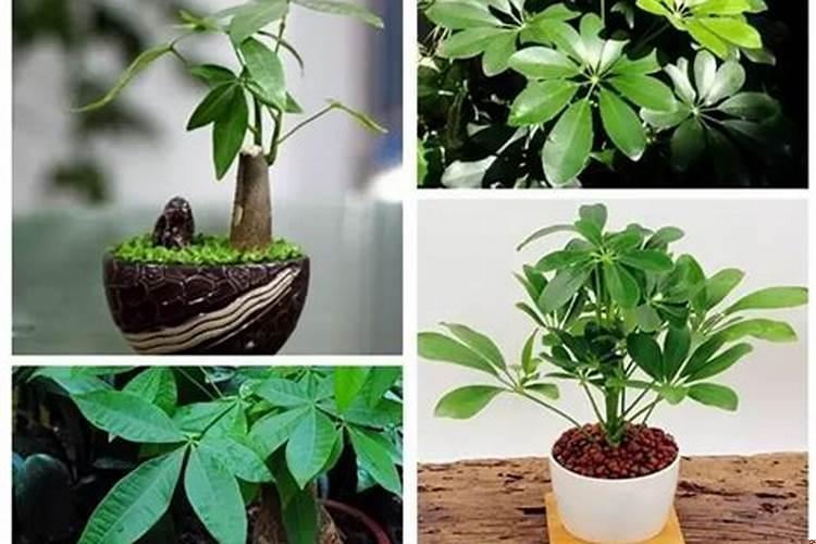 招财树和鹅掌柴的区别