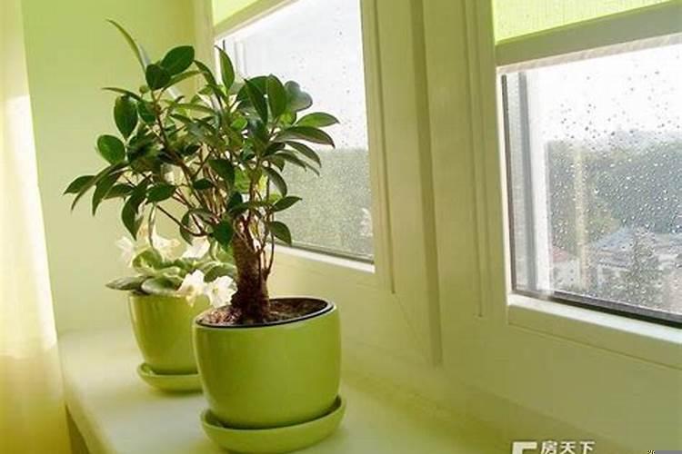 风水室内植物的摆放