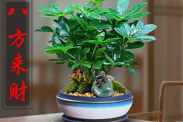 2025年招财植物(2025年什么五行旺)