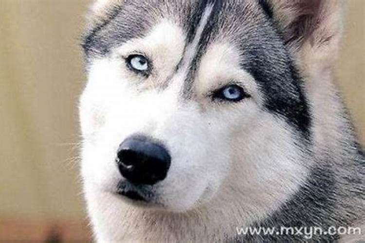 梦见狗会怎样？做梦梦到猫什么预兆