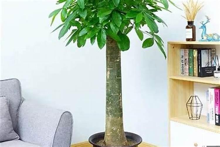 招财树和鹅掌柴的区别