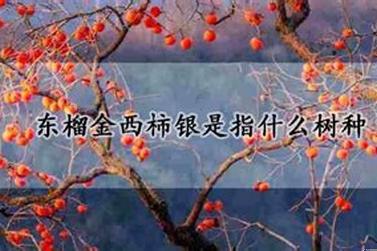 东榴金西是银