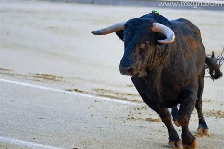 梦见牛拿牛角顶我（梦到牛顶人但是没顶自己）