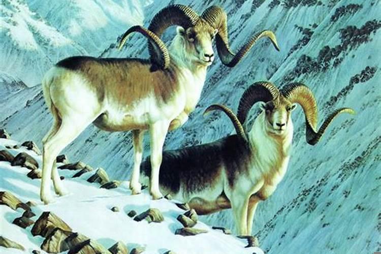 73年属牛的最大劫数婚姻