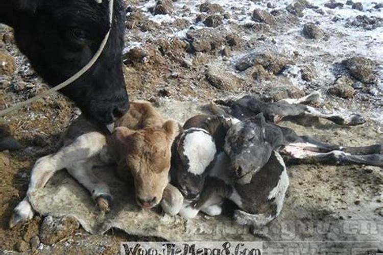 梦见牛拿牛角顶我（梦到牛顶人但是没顶自己）