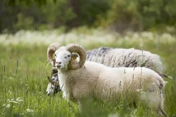 属羊2021年桃花劫