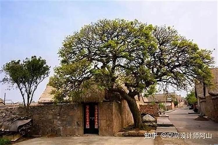 正对大门的树对风水有影响吗