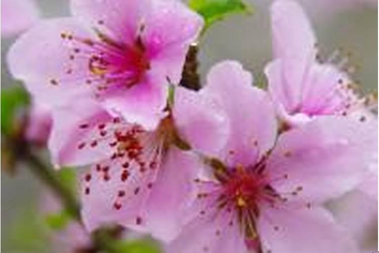 什么样的八字带桃花