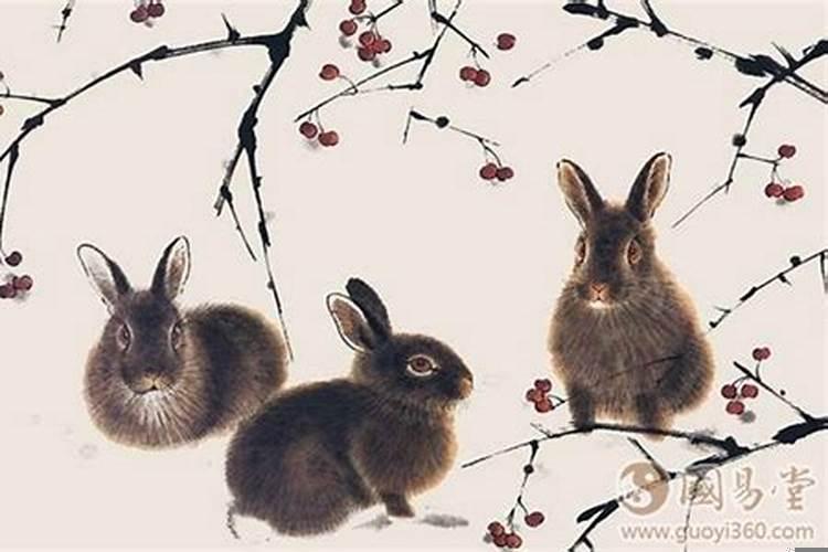 属鼠人逢兔年好不好