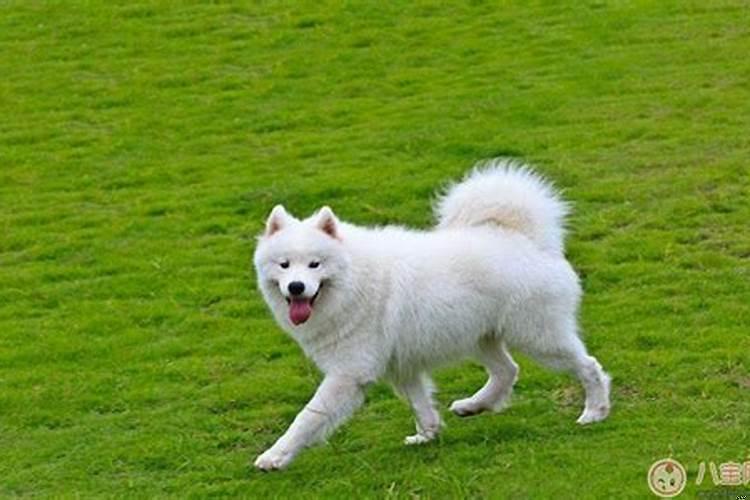 怀孕梦见狗是什么意思解梦？怀孕会梦见狗吗