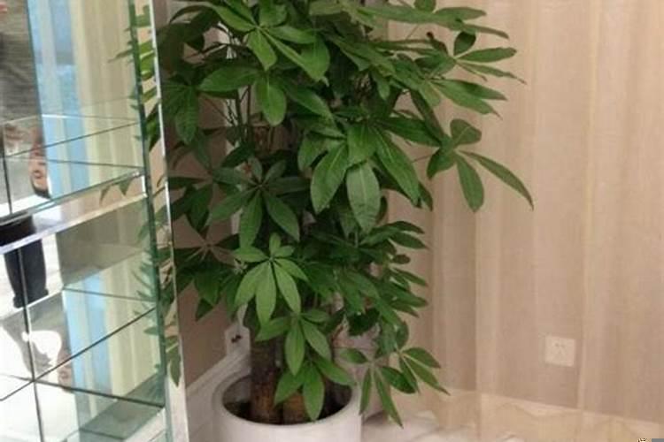 屋里放什么植物招财
