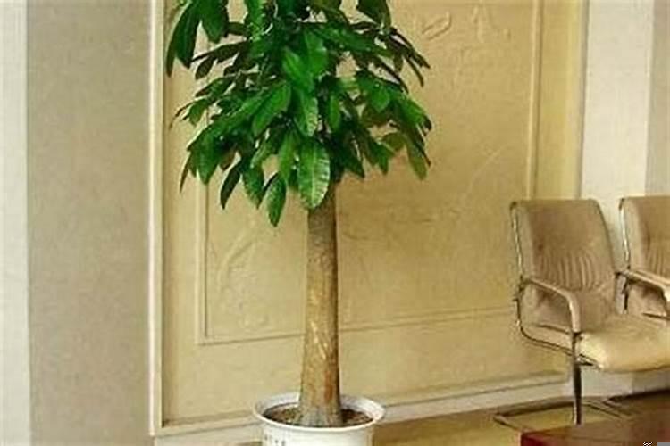 屋里放什么植物招财