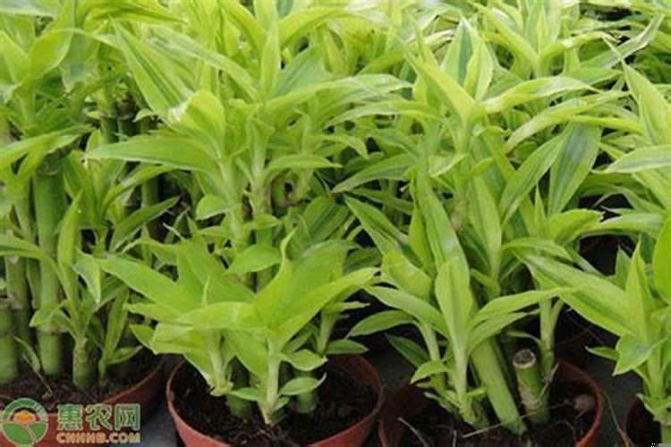 开门进屋见什么植物好