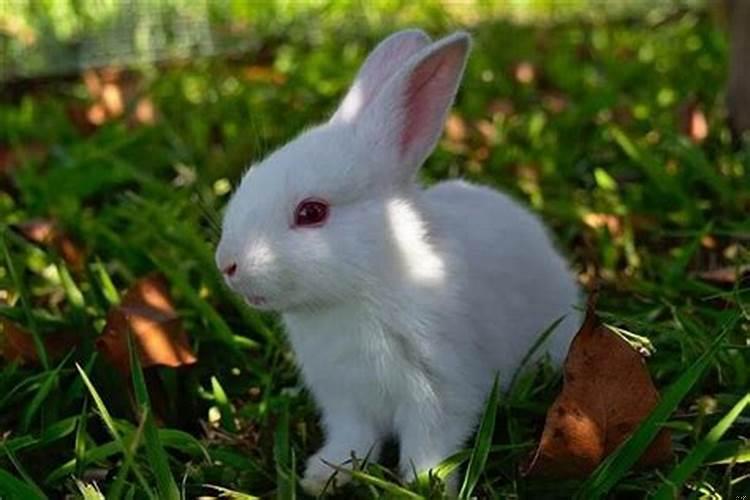 比较适合十二生肖做的工作