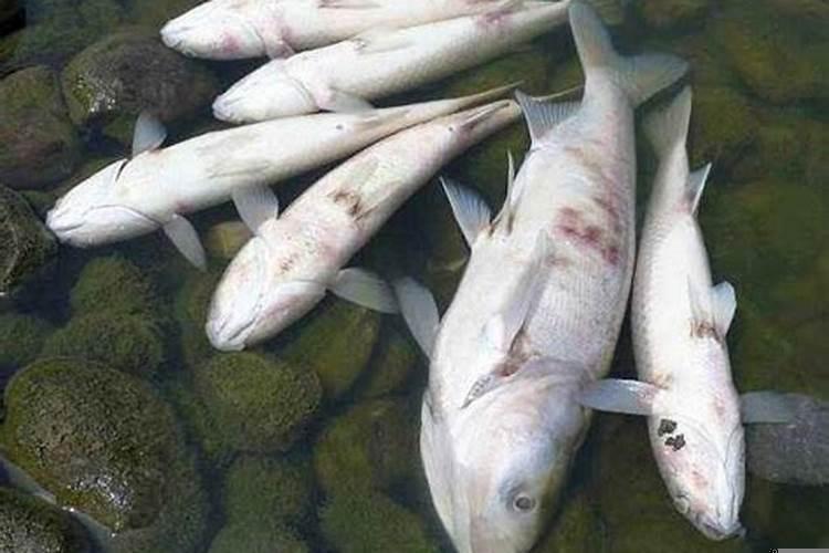 梦到死鱼了有什么兆头?梦见老板死了是什么意思周公解梦