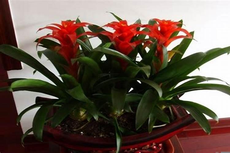 鸿运当头摆放卧室好吗