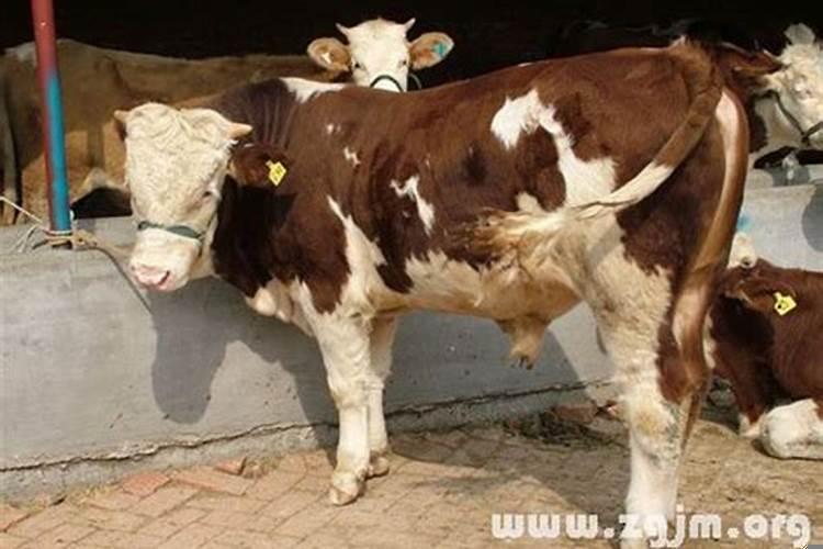 梦见买了一头牛是什么意思？梦见两头牛是什么预兆女人