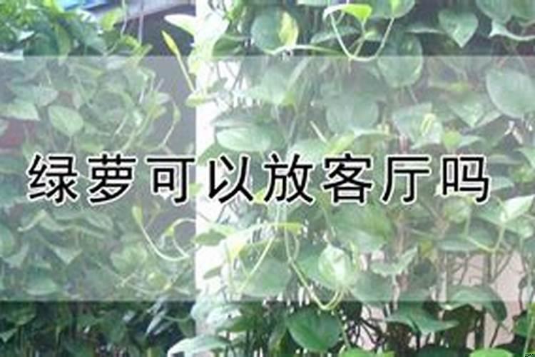 绿萝能放客厅大门两边吗?