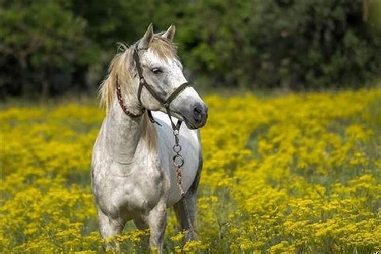 梦见马拉屎什么意思预兆解梦