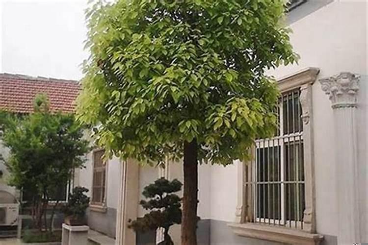 风水树哪种最好