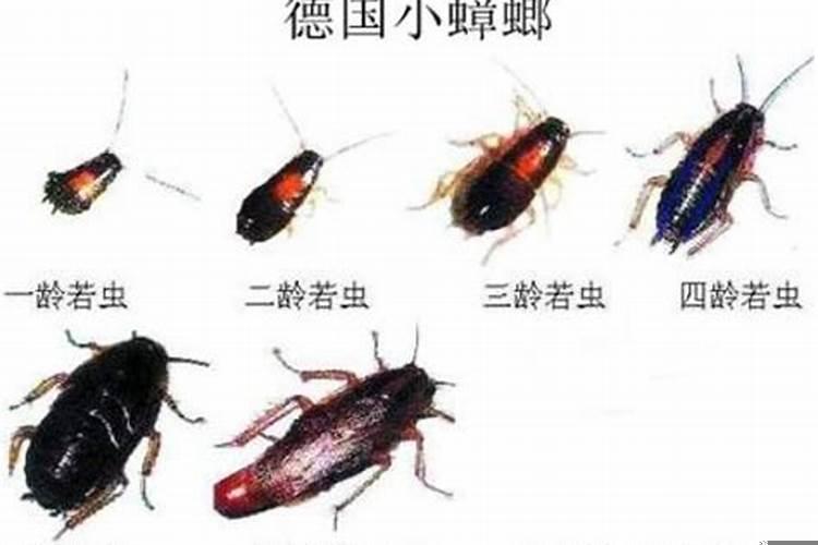 蟑螂属于哪种动物