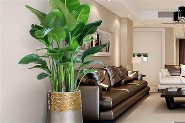客厅摆放什么绿植最好，我要虎皮兰