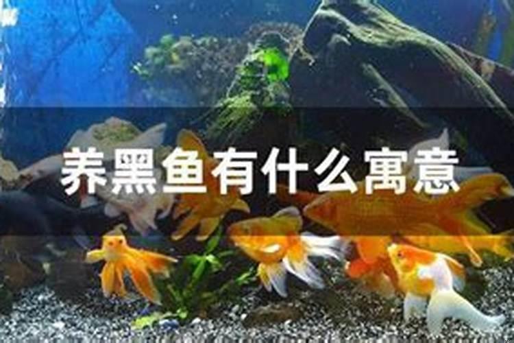 养鱼有什么寓意