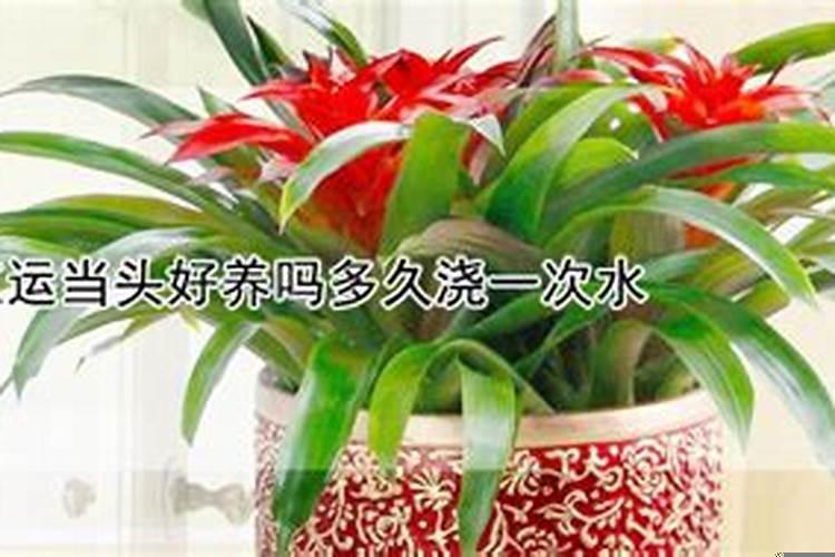 鸿运当头摆放卧室好吗