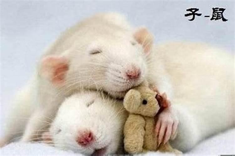 属鼠的和属鼠的在一起合适吗