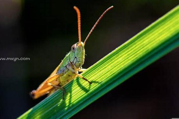 梦见和异性接吻是怎么回事？梦见和异性朋友亲吻是什么征兆呢