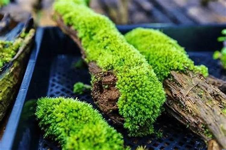 苔藓植物中是否有可食用的种类