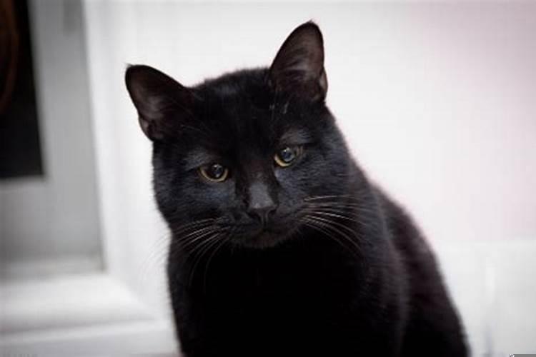 多次梦到类似的梦？梦见黑猫好不好周公解梦