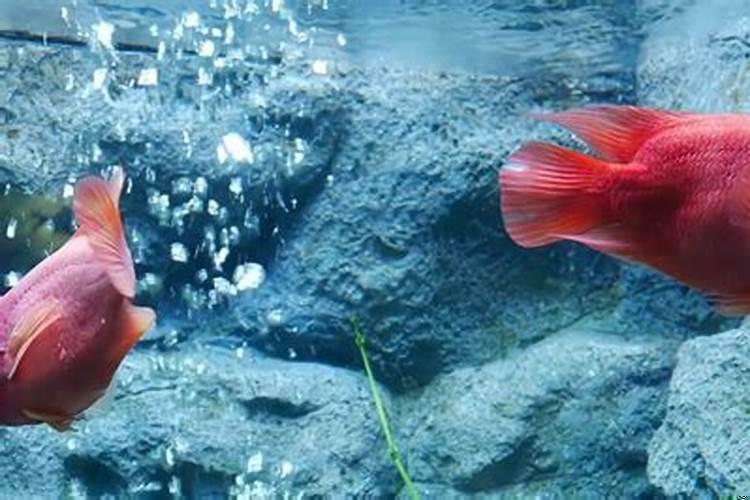 养鱼有什么寓意