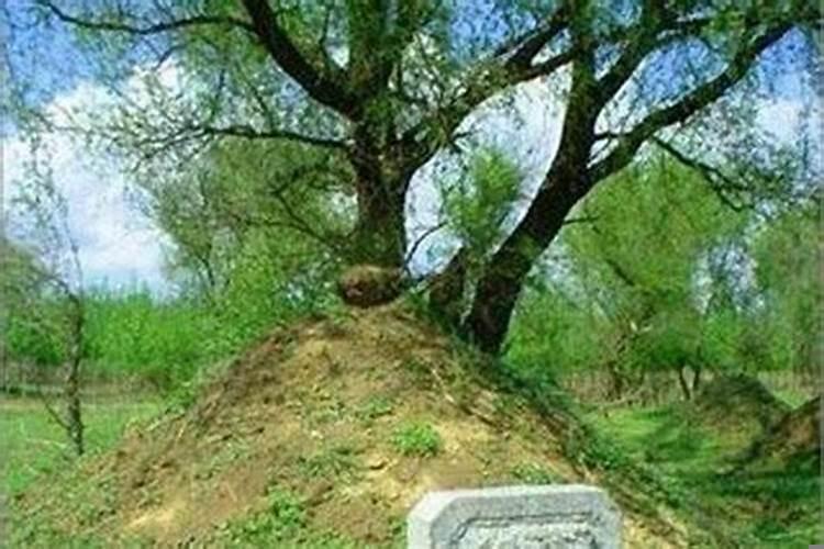 坟上栽松树好吗?