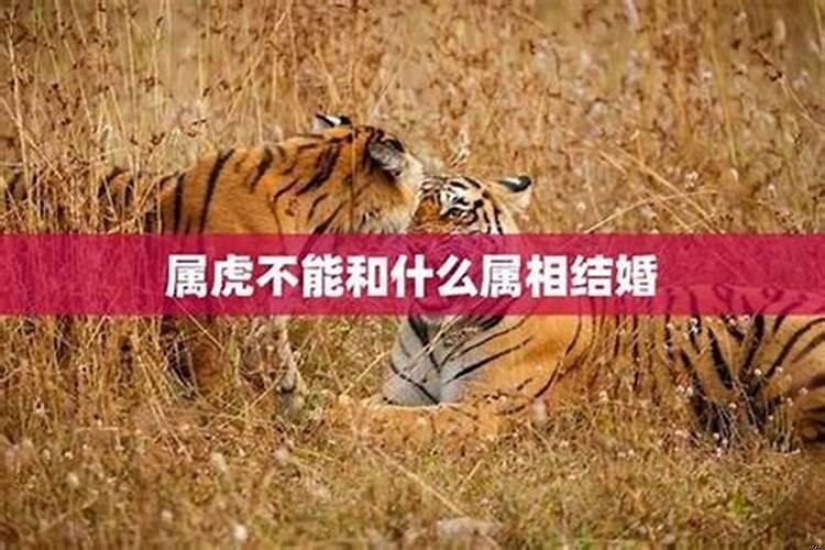 属虎的和属虎的相配吗婚姻