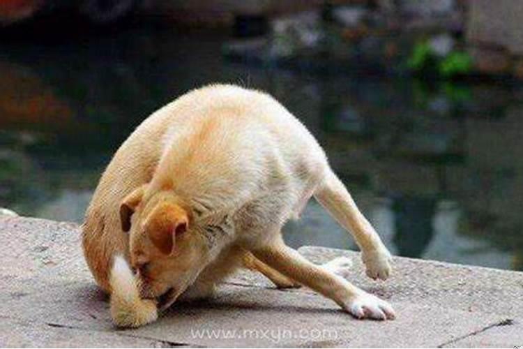 孕妇梦见好多狗追着自己跑