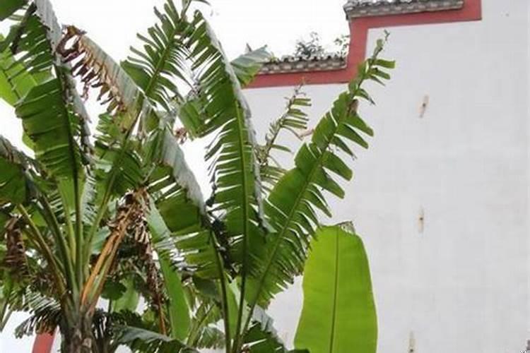 风水树哪种最好