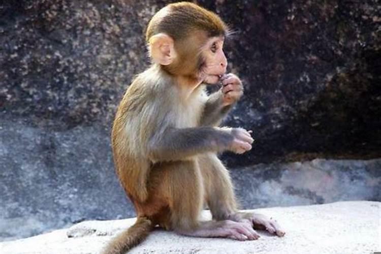 1992年属猴30岁以后命运如何