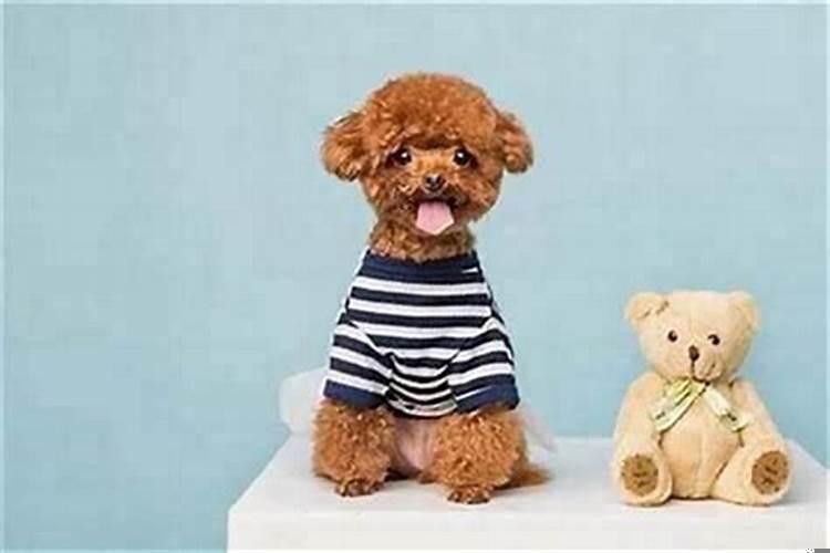 属狗的生在几月份出生最好