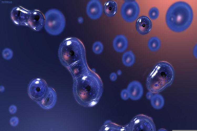 梦见晚上放牛牛吃草