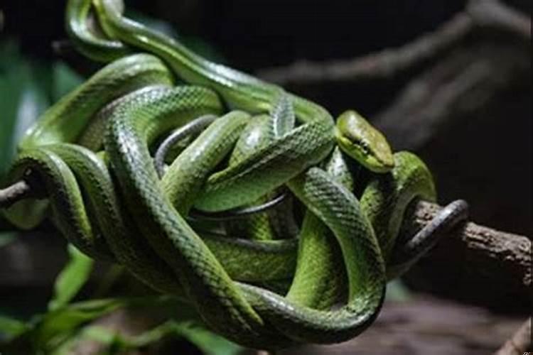 梦到蛇缠身什么原因？梦见蛇缠脖子是什么预兆周公解梦