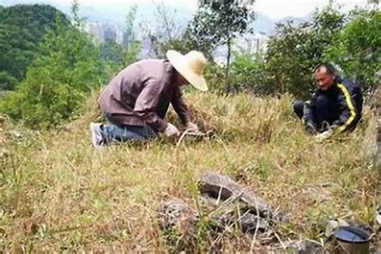 坟上栽松树好吗?