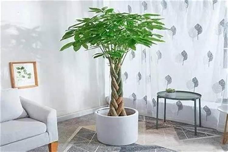 客厅放什么植物镇宅辟邪运气旺