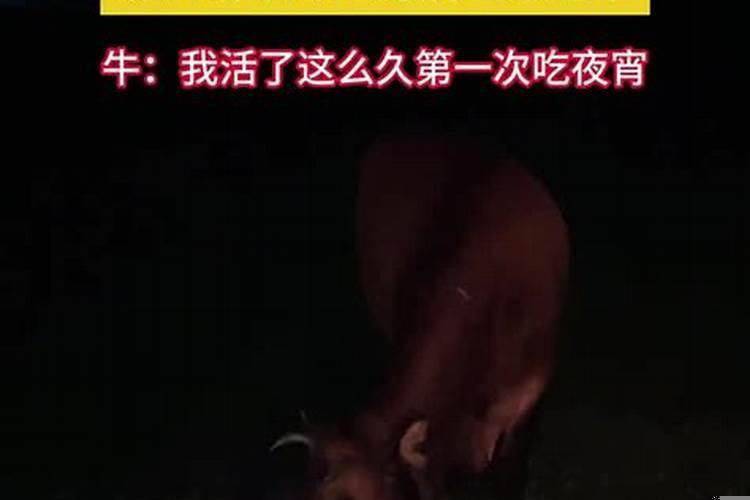 梦见晚上放牛牛吃草