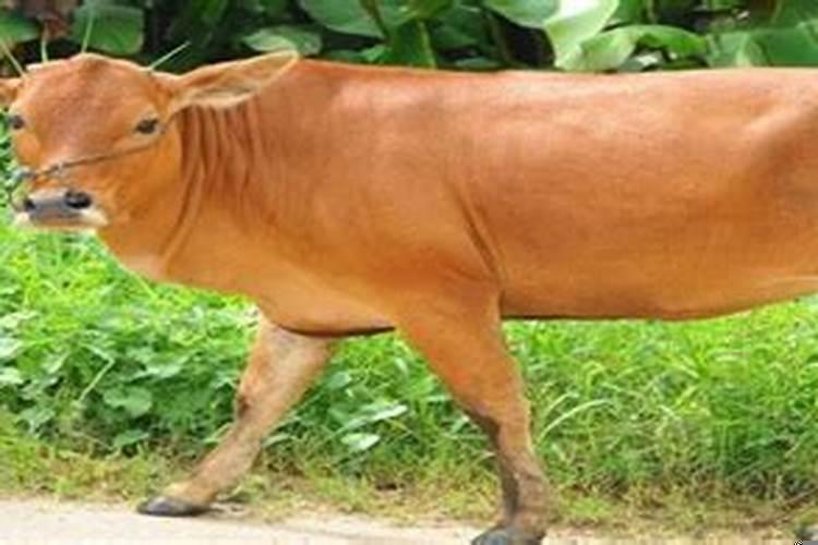 十二生肖老实排榜