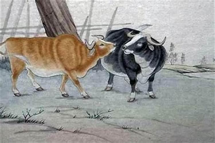 属牛的和属狗的婚姻相配吗