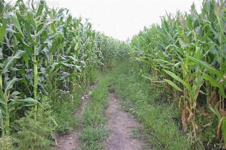 梦见各种蔬菜什么意思